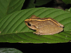 Pristimantis latro
