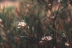 Grevillea neurophylla