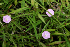 Polymeria