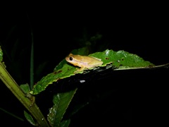 Dendropsophus rubicundulus
