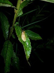 Dendropsophus rubicundulus