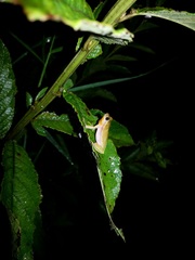 Dendropsophus rubicundulus