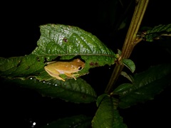 Dendropsophus rubicundulus
