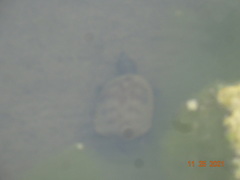 Kinosternon hirtipes murrayi