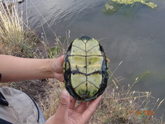 Kinosternon hirtipes murrayi