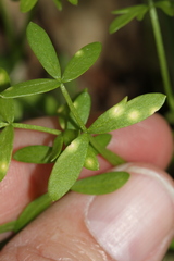 Hyaloperonospora floerkeae