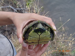 Kinosternon hirtipes murrayi