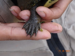 Kinosternon hirtipes murrayi