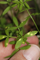 Hyaloperonospora floerkeae