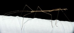 Pseudosermyle straminea