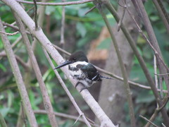 Chloroceryle americana