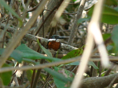 Chloroceryle americana