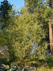 Juniperus scopulorum