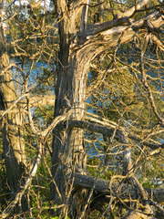 Juniperus scopulorum