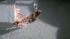 Geometridae