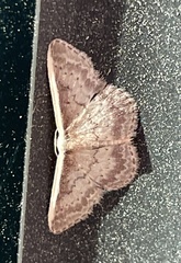 Idaea nephelota