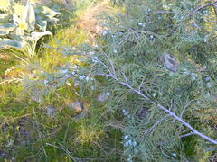 Juniperus scopulorum