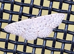 Idaea philocosma