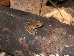 Pristimantis latro