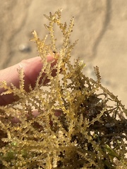 Acanthophora