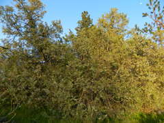 Juniperus scopulorum