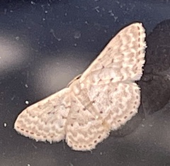 Idaea philocosma