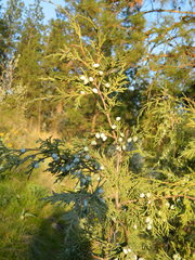 Juniperus scopulorum