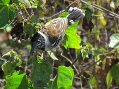 Thamnophilus bernardi