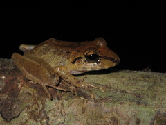 Pristimantis latro