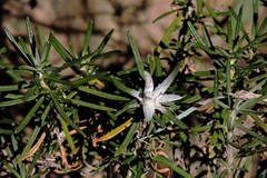 Baccharis grisebachii