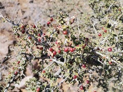 Condalia correllii