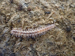 Brachydesmus superus