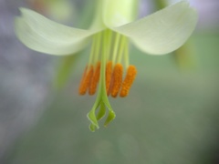 Billbergia distachia