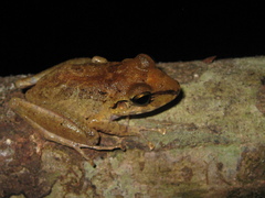 Pristimantis latro