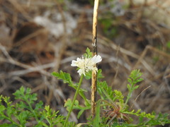 Pycnocomon rutifolium