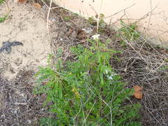 Pycnocomon rutifolium