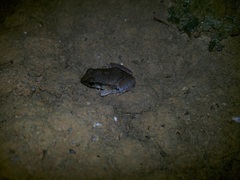 Physalaemus cuvieri