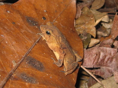 Rhinella castaneotica