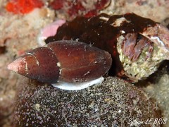 Episcomitra cornicula
