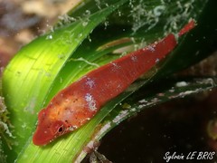 Sea Urchin Clingfish photo 4