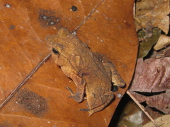 Rhinella castaneotica