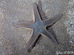 Astropecten platyacanthus