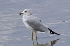 Larus delawarensis