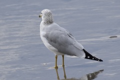 Larus delawarensis