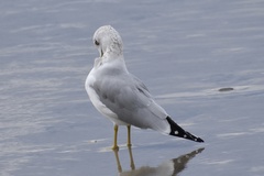 Larus delawarensis