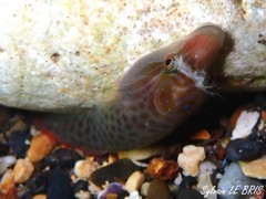 Lepadogaster lepadogaster