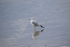 Larus delawarensis
