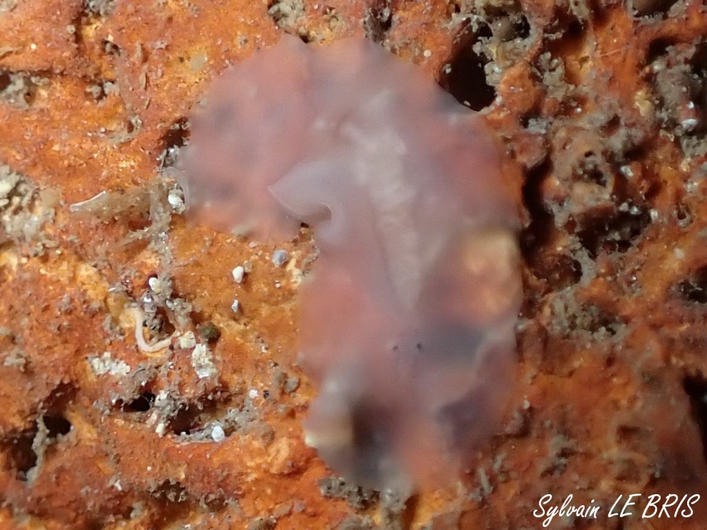 Leptoplana vitrea