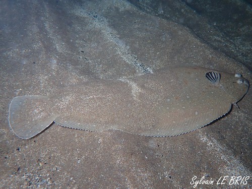 Senegalese Sole