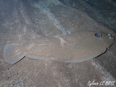 Solea senegalensis